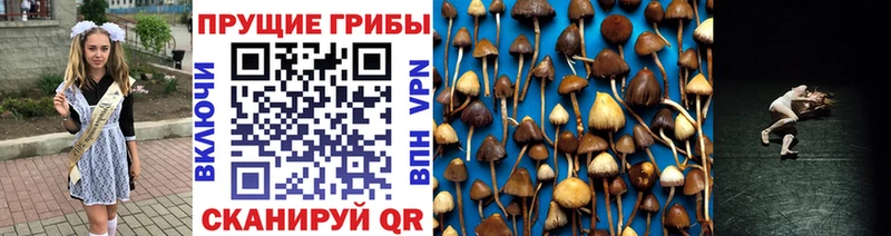 Галлюциногенные грибы Psilocybine cubensis  Купить закладки  Полесск 